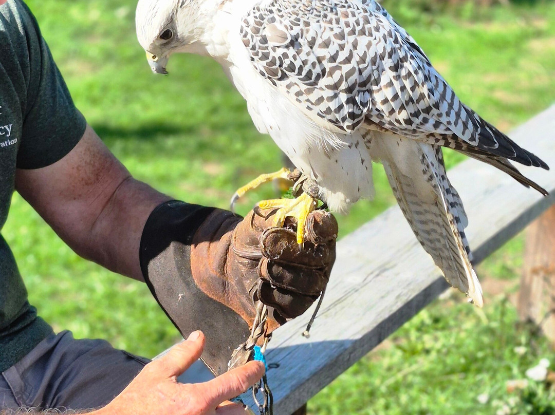 Lavenham Falconry-Monks Eleigh必去景点
