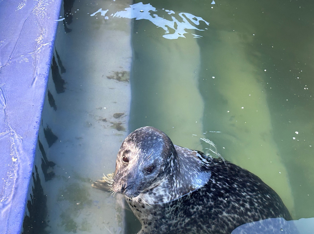 Cornish Seal Sanctuary-Gweek必去景点