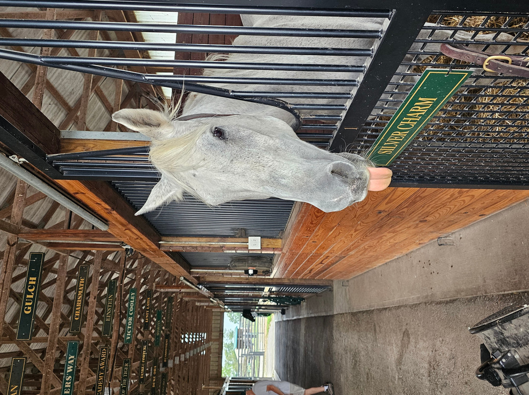 Old Friends at Dream Chase Farm-Georgetown必去景点