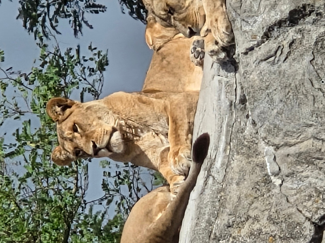 Wildlands Adventure Zoo Emmen-Emmen必去景点