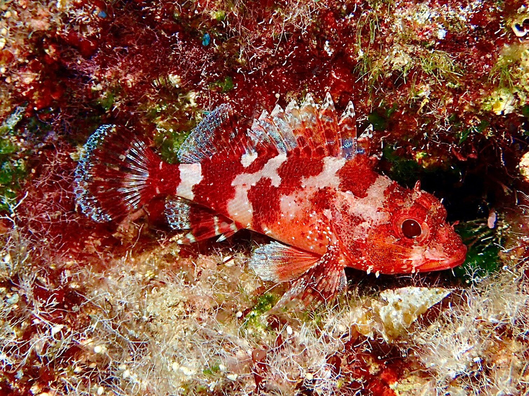 Diver's Club Crete-阿希亚贝拉希亚必去景点