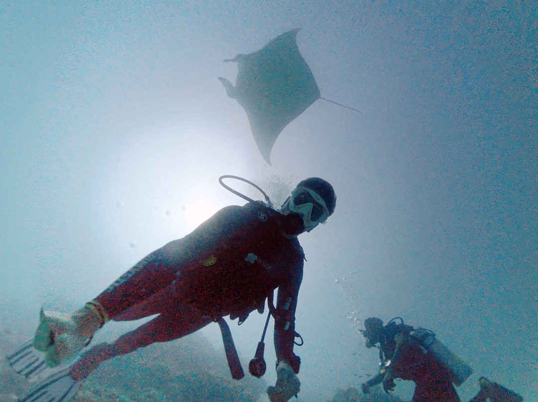 Diving Bluetribe Moofushi-南阿里环礁必去景点