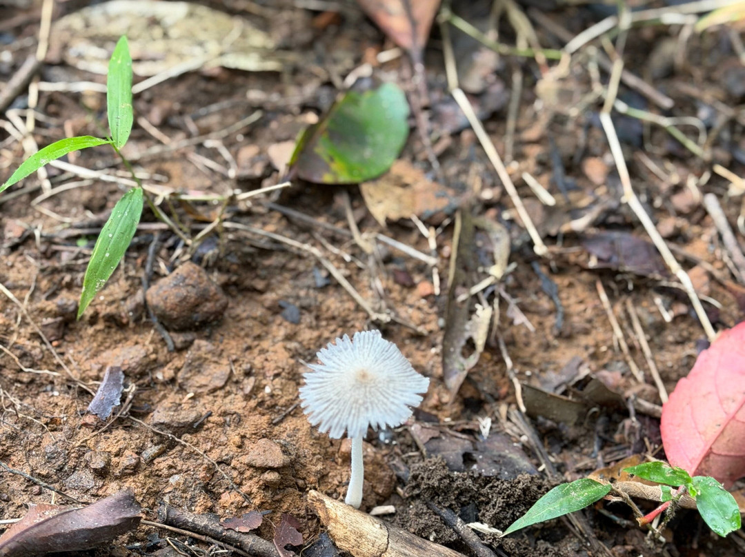 瓦亚纳德野外雨林旅馆-CGH地球酒店主图