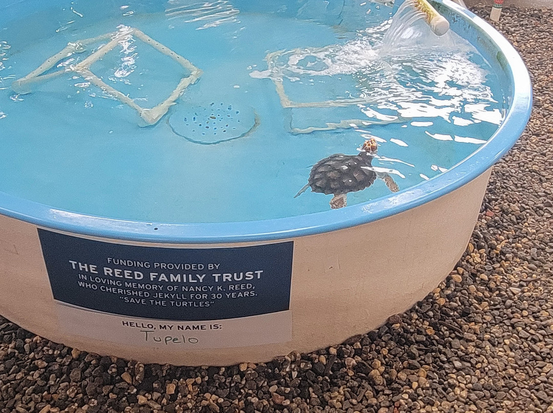 Georgia Sea Turtle Center-吉柯岛必去景点