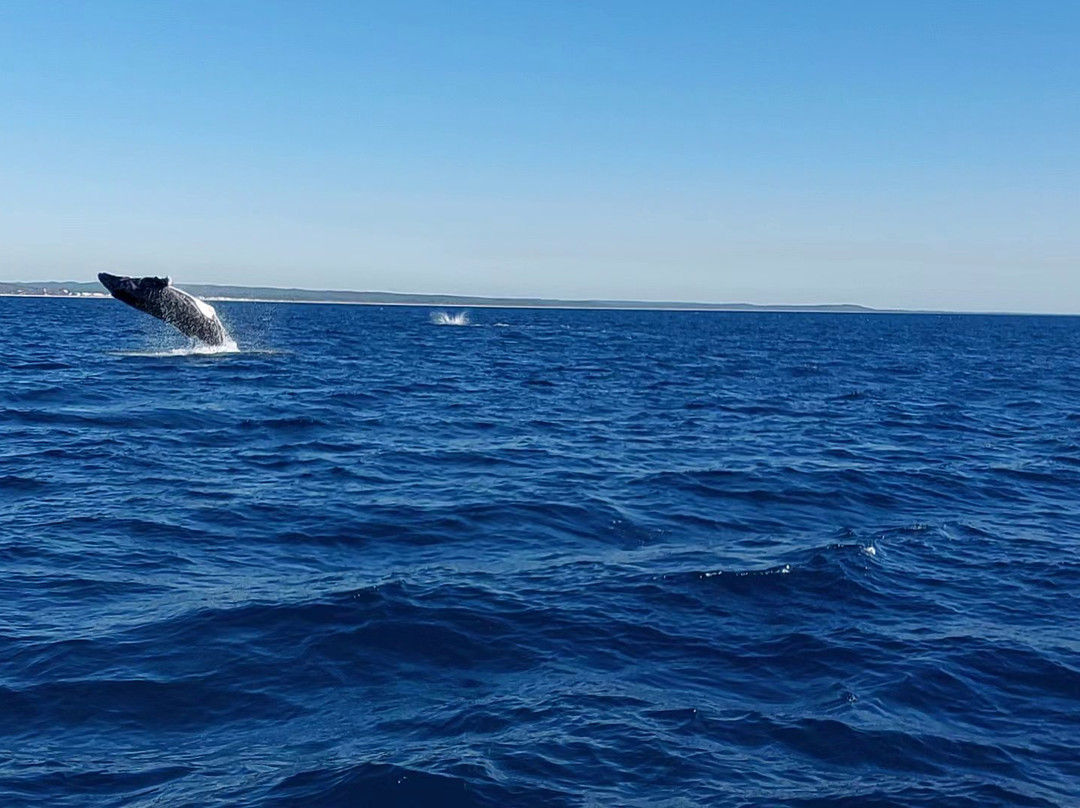Hervey Bay Whale Watch-尤兰根必去景点