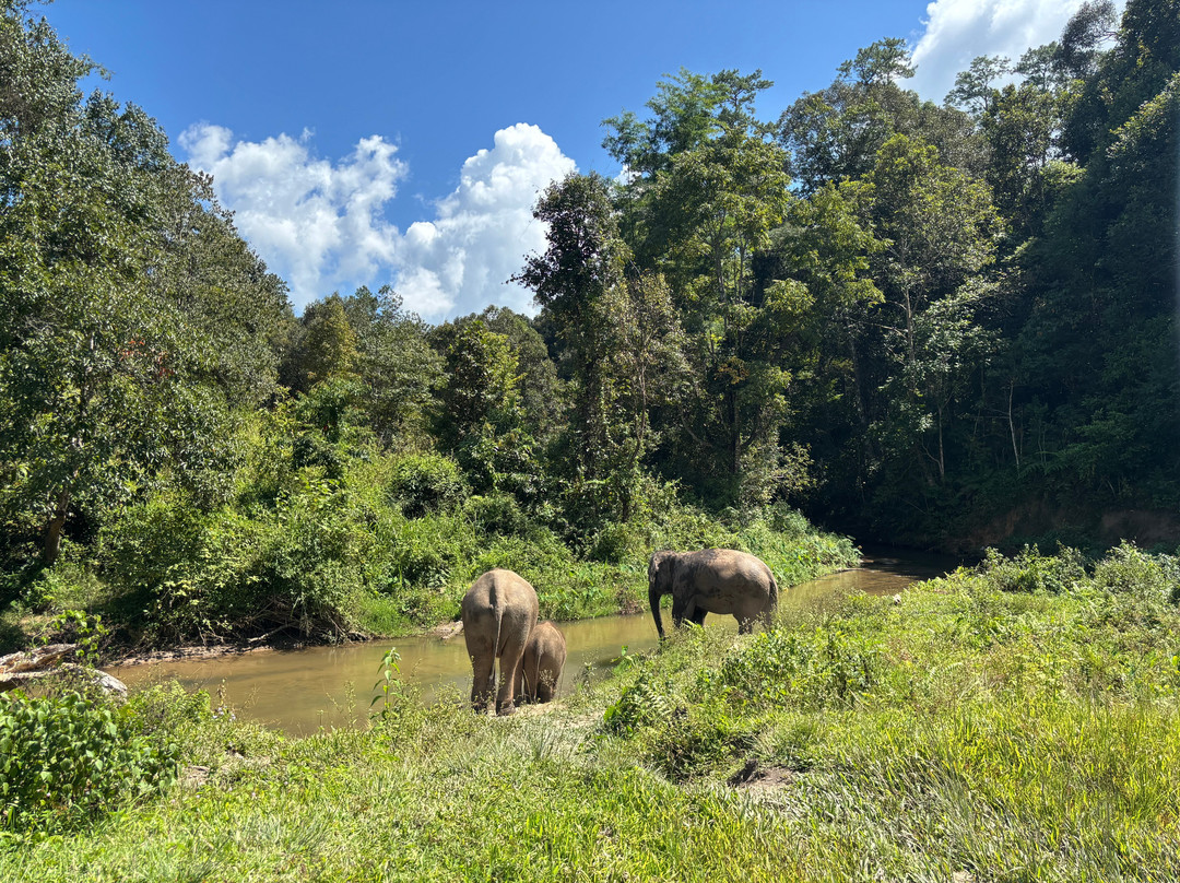 Blue Daily Elephant Care Sanctuary-清迈必去景点