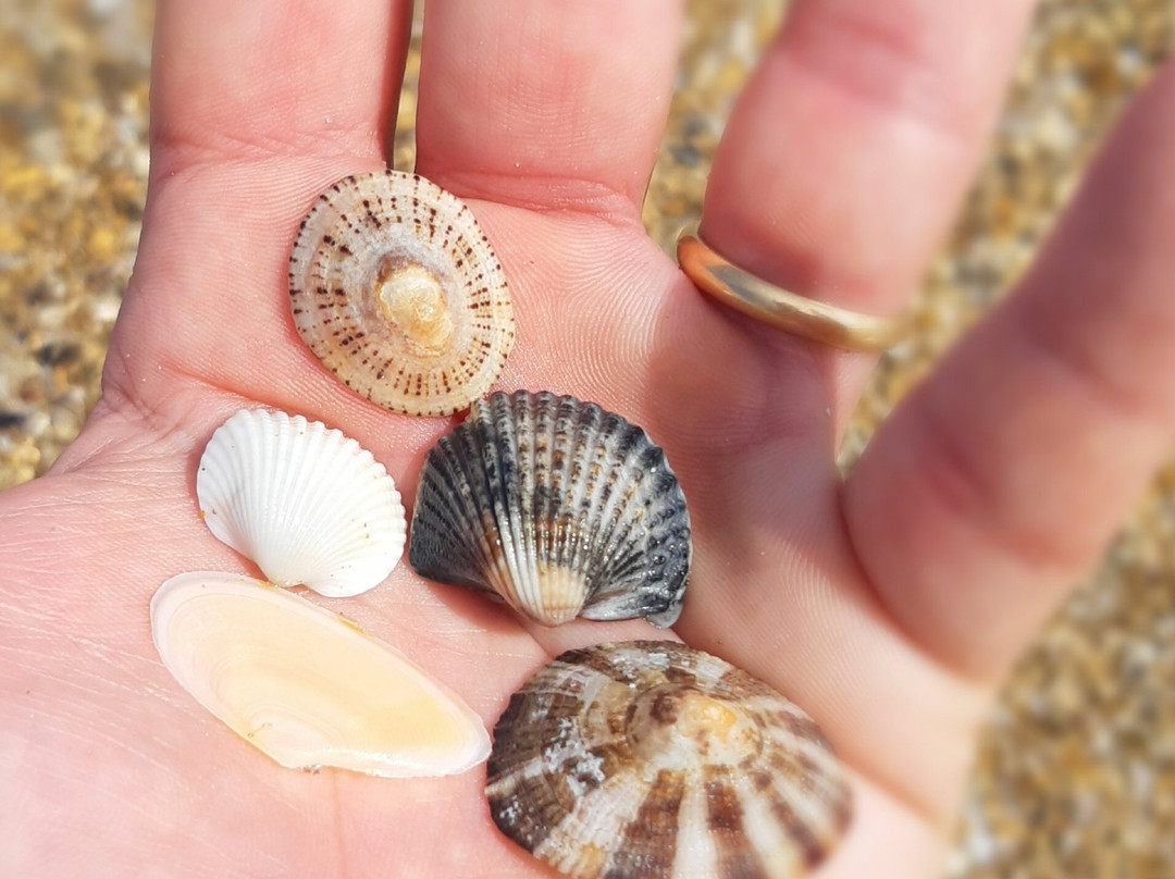 Spiaggia del Foro di Ortona