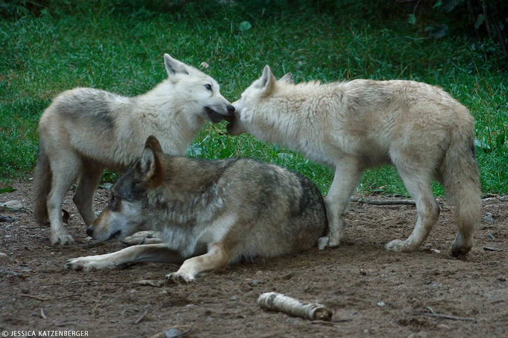 International Wolf Center景点图片