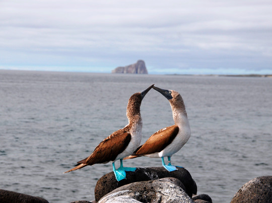 Galapagos Elements-阿约拉港必去景点