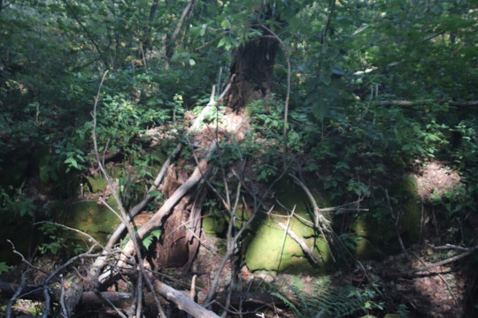 Nottawasaga Lookout Provincial Nature Reserve