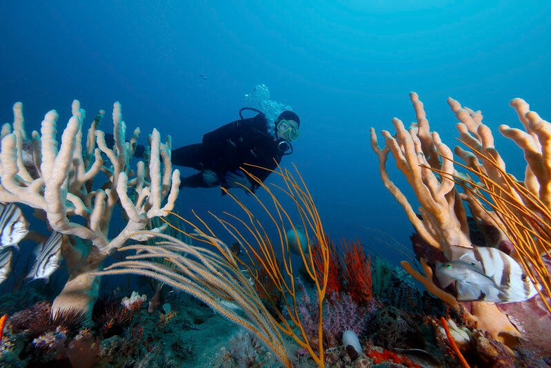 Gray's Reef National Marine Sanctuary景点图片