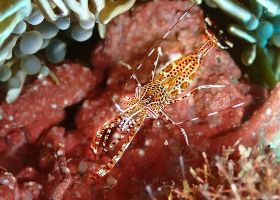 Letifish-Aventure-Pointe-Noire必去景点