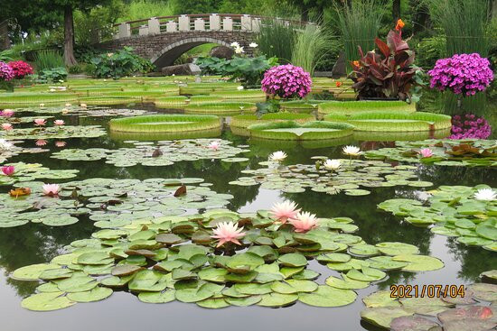 Aquatic Plants Garden Mizunomori-草津市必去景点