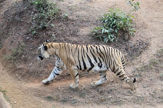 Nandankanan Zoological Park景点图片