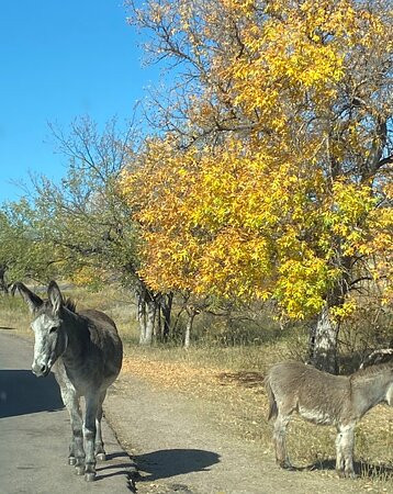 Shoshone National Forest-科迪必去景点