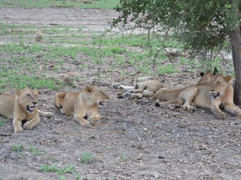 Uganda Adventure Safaris