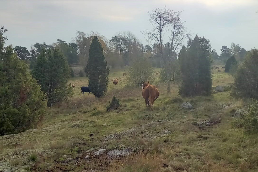 Arbottna Herrgård
