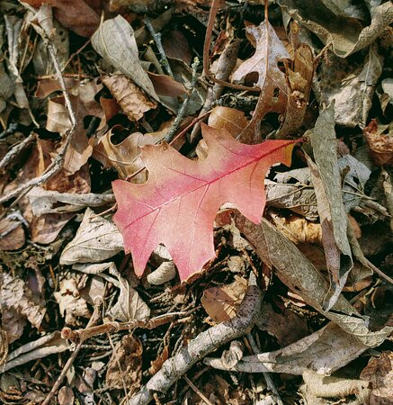 Dogwood Canyon Audubon Center at Cedar Hill-Cedar Hill必去景点