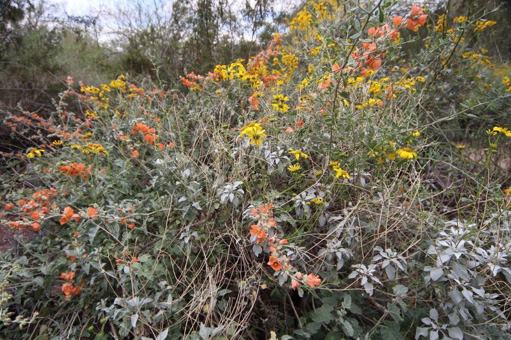 Desert Arboretum Park景点图片