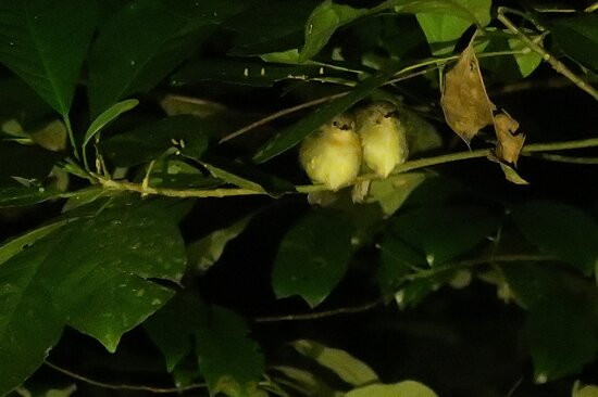 Jungle Escapes Adventures & Tours-Cape Tribulation必去景点