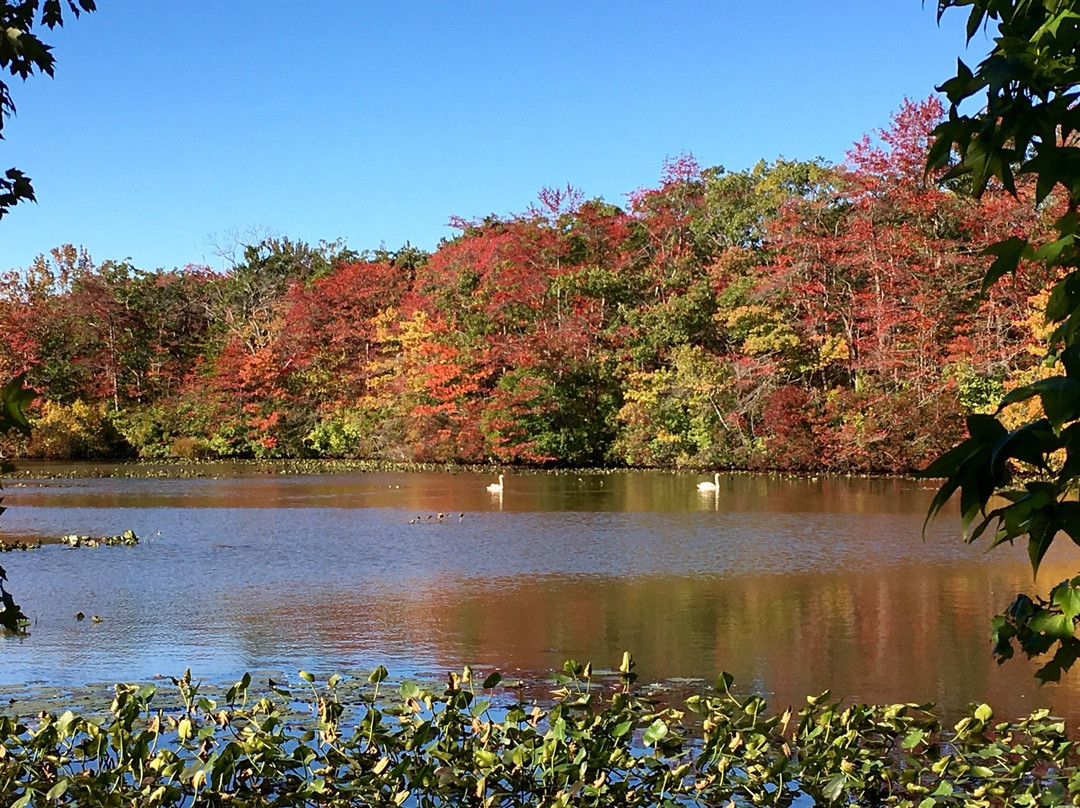 Mill Pond Park景点图片