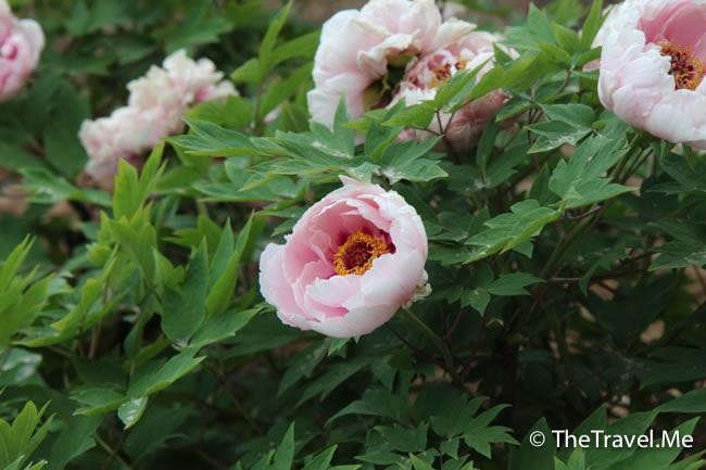 阿姑泉牡丹苑风景区-户县必去景点