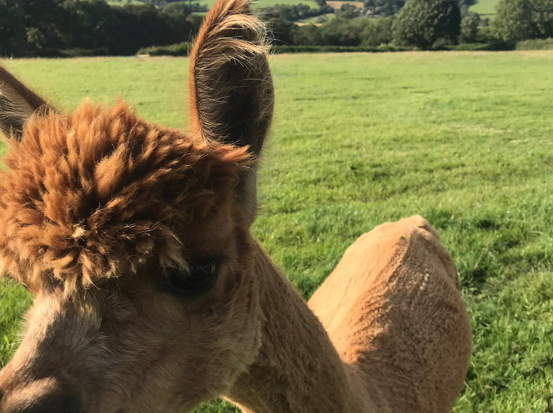 Commonside Alpacas景点图片