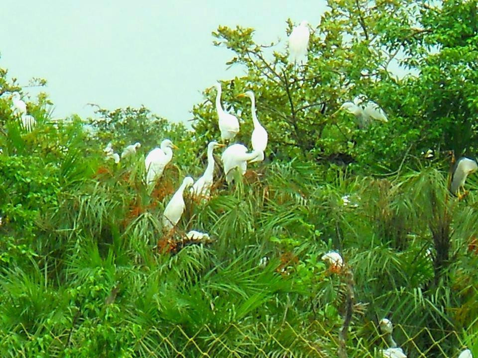 tour2sundarban