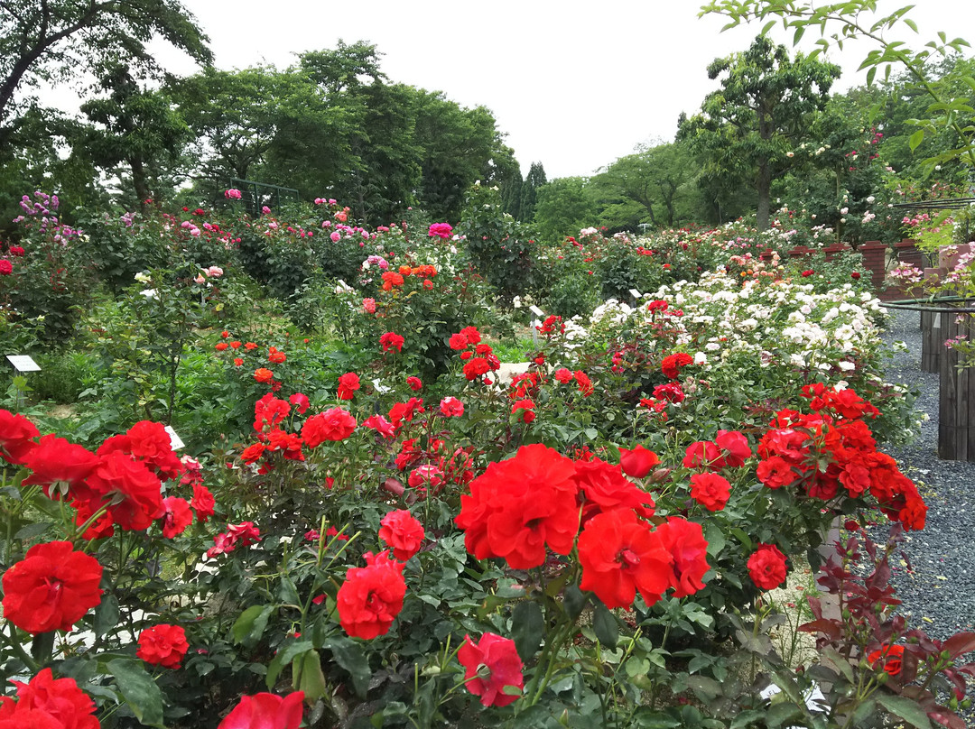 安艺高田市旅游攻略图片