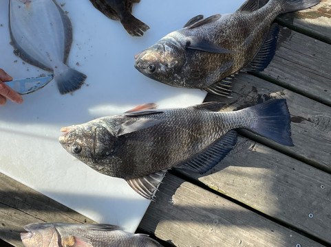 Team Brodie Charters-D'Iberville必去景点