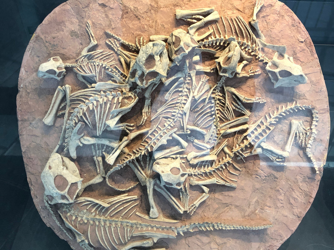 南京古生物博物馆-南京市必去景点