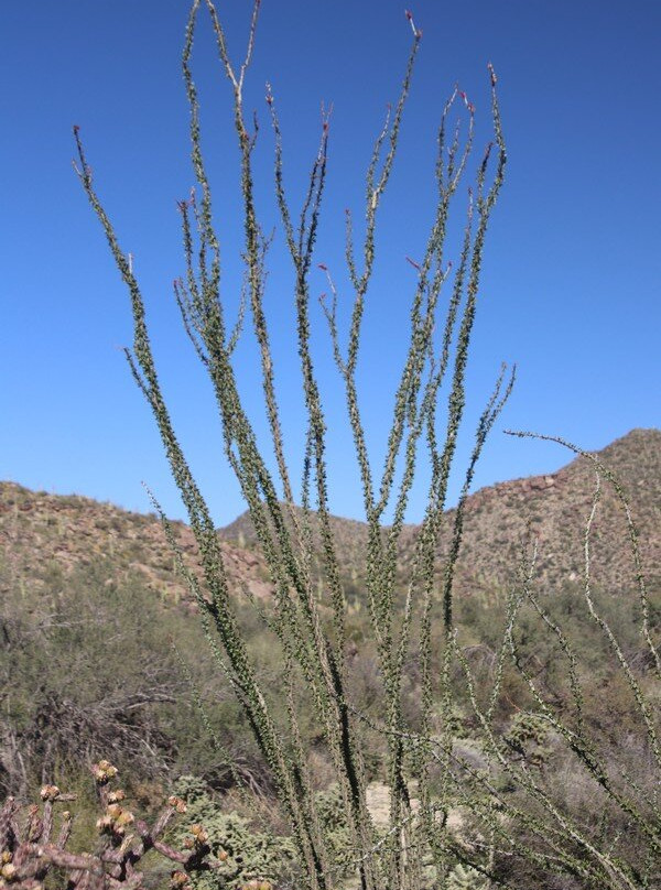 Wild Burro Trail-马拉纳必去景点
