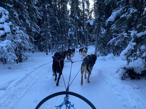 Black Spruce Dog Sledding-费尔班克斯必去景点