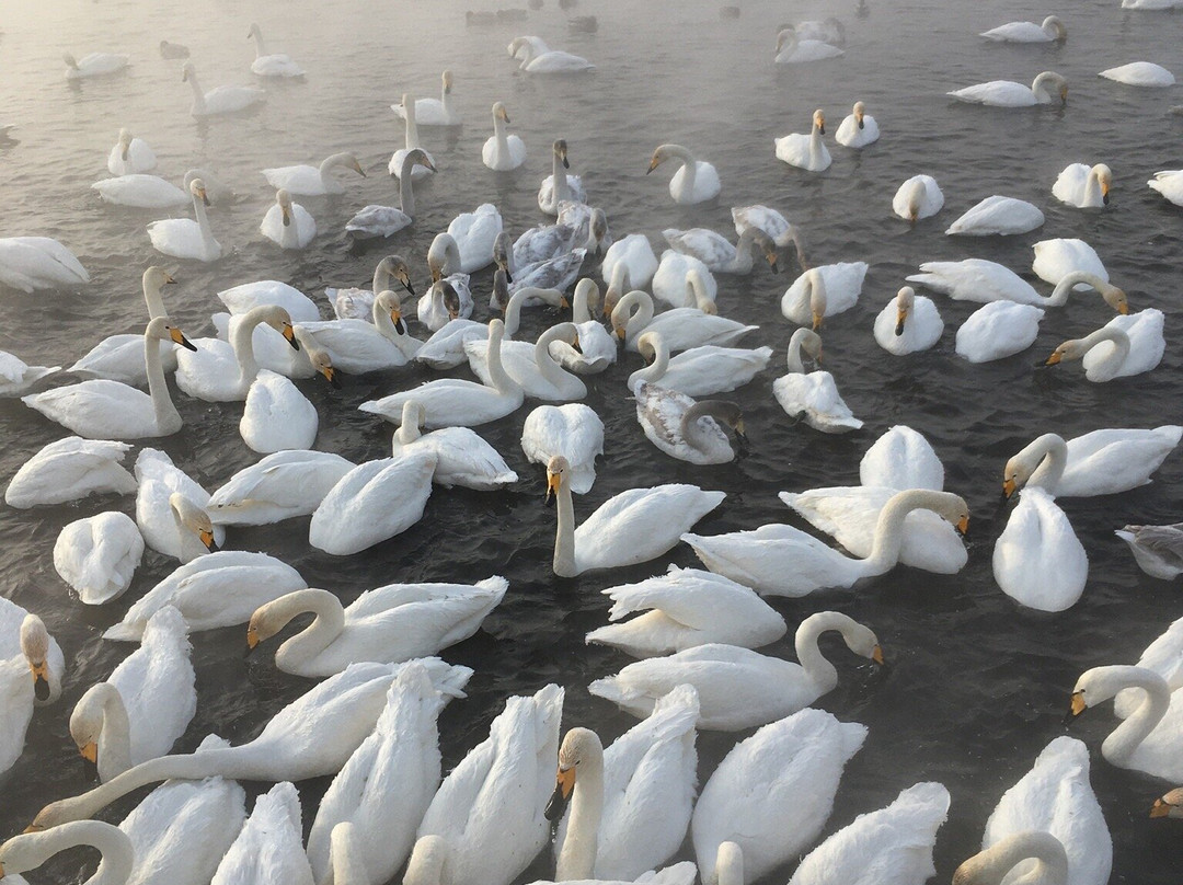 Swan Natural Area景点图片
