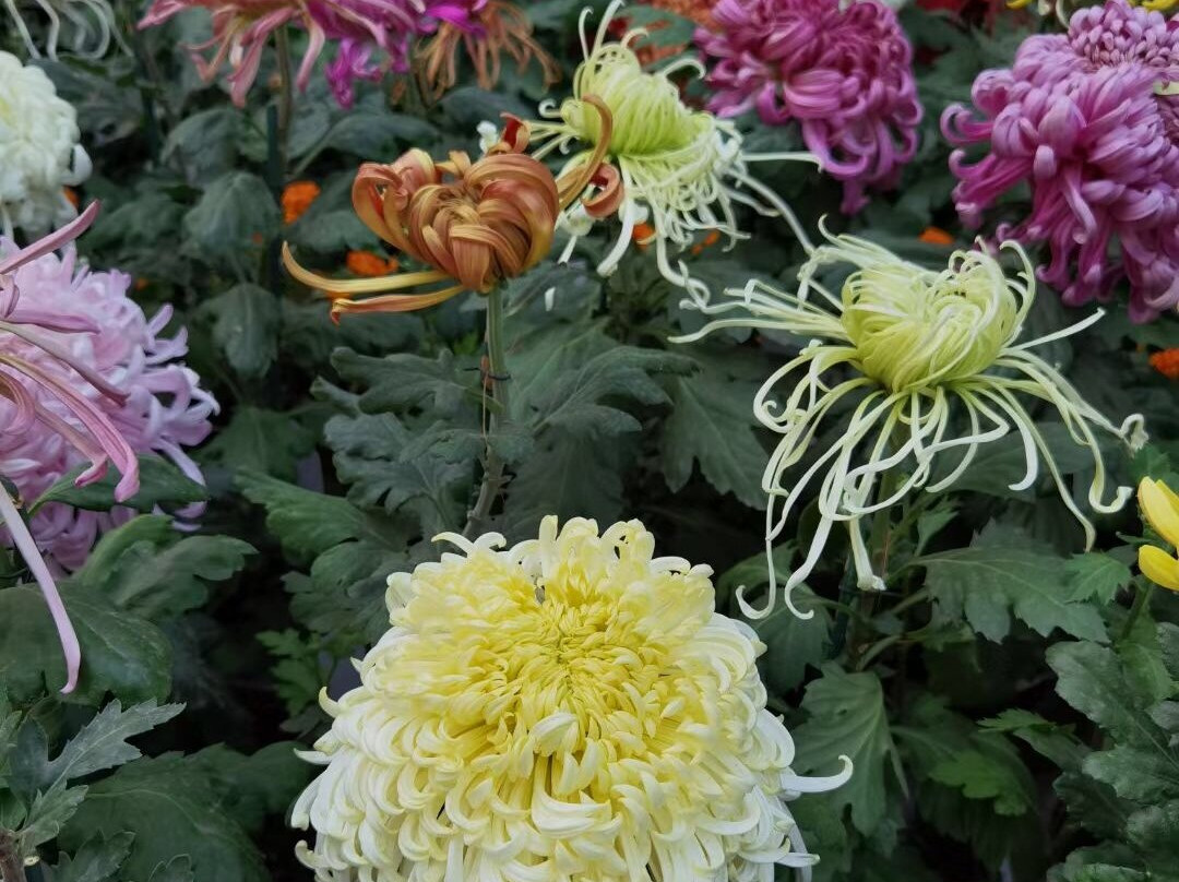 紫竹院公园-北京市必去景点