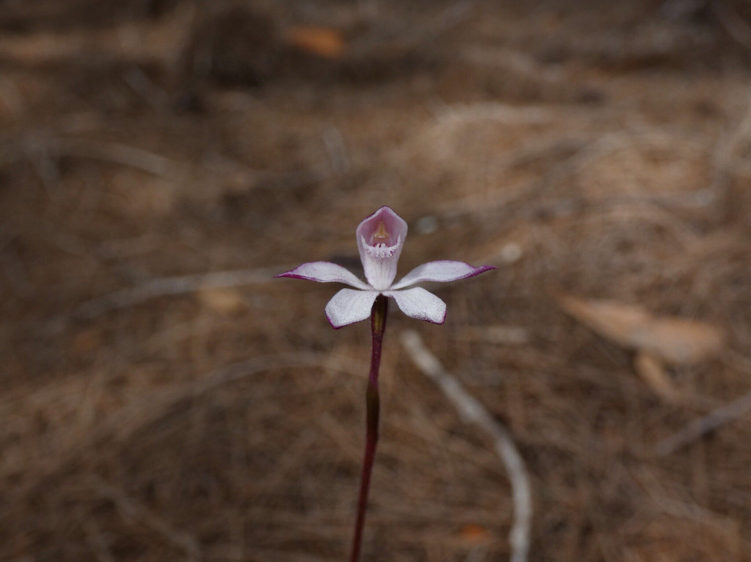 Cube Rock-South Mount Cameron必去景点