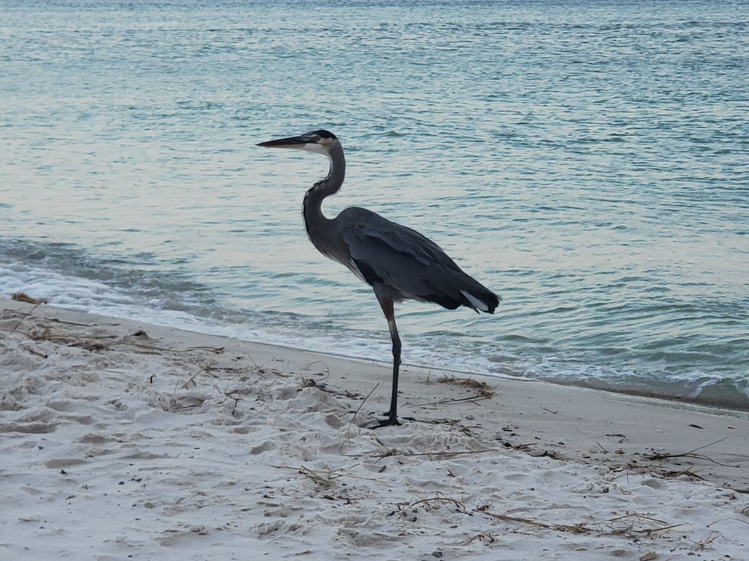 Bluegreen Paradise Isle Resort主图