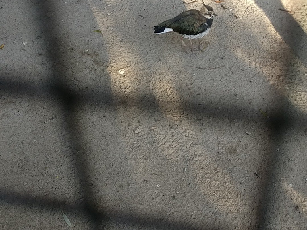 Vogelpark Niendorf景点图片