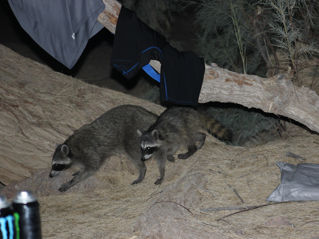 Picacho State Recreation Area-Winterhaven必去景点