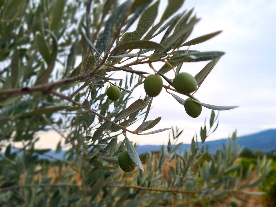 Domaine Les Patys-Bedoin必去景点