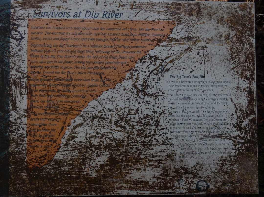 The Big Tree-Mawbanna必去景点