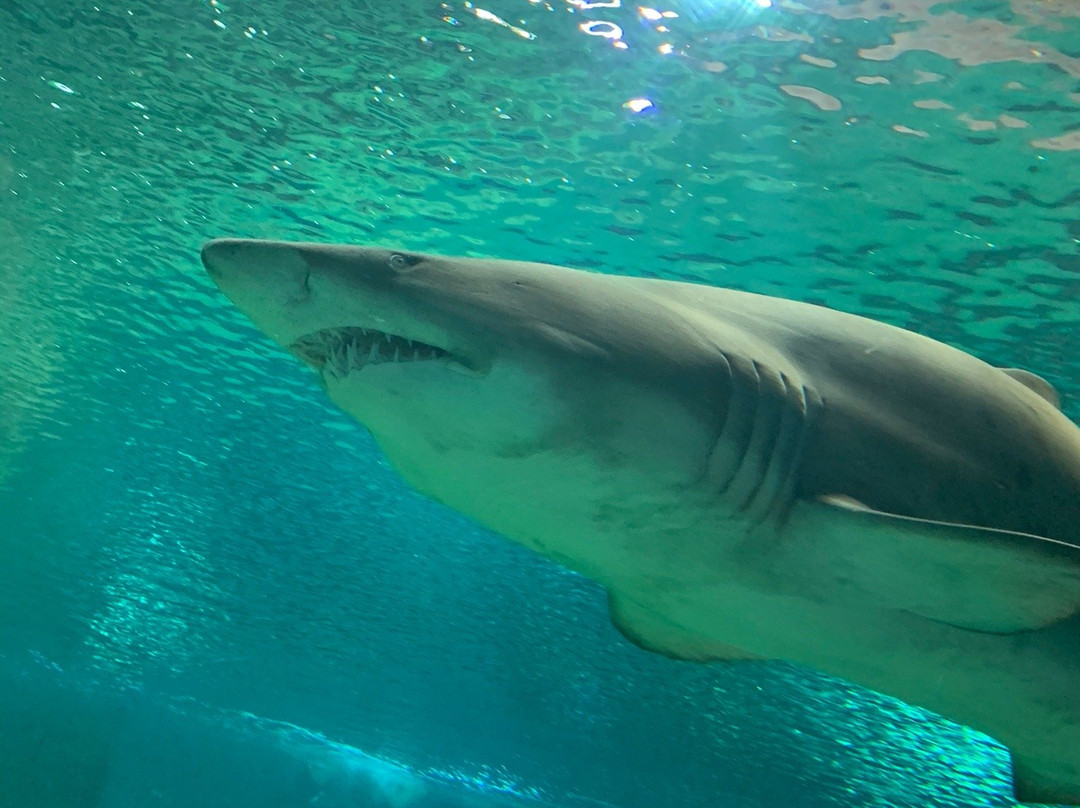 Aquarium Costa De Almería-滨海罗克塔斯必去景点
