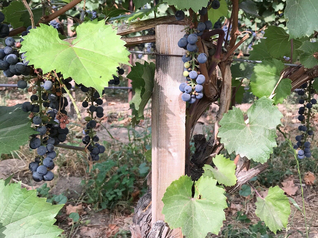 Monte Creek Winery景点图片
