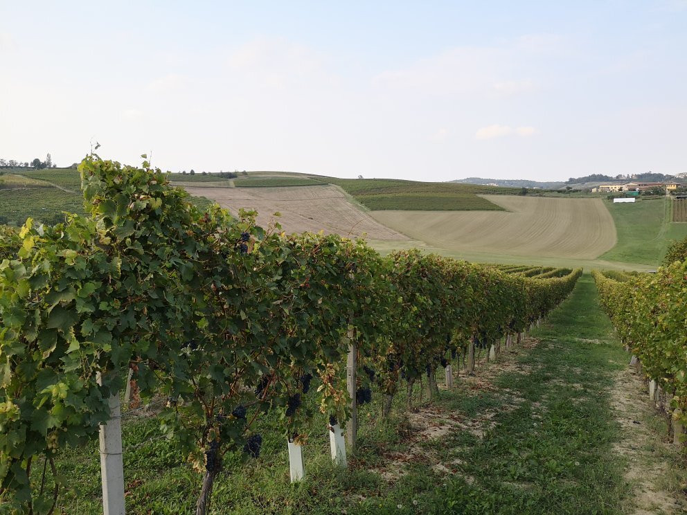Azienda Agricola Accornero & Figli
