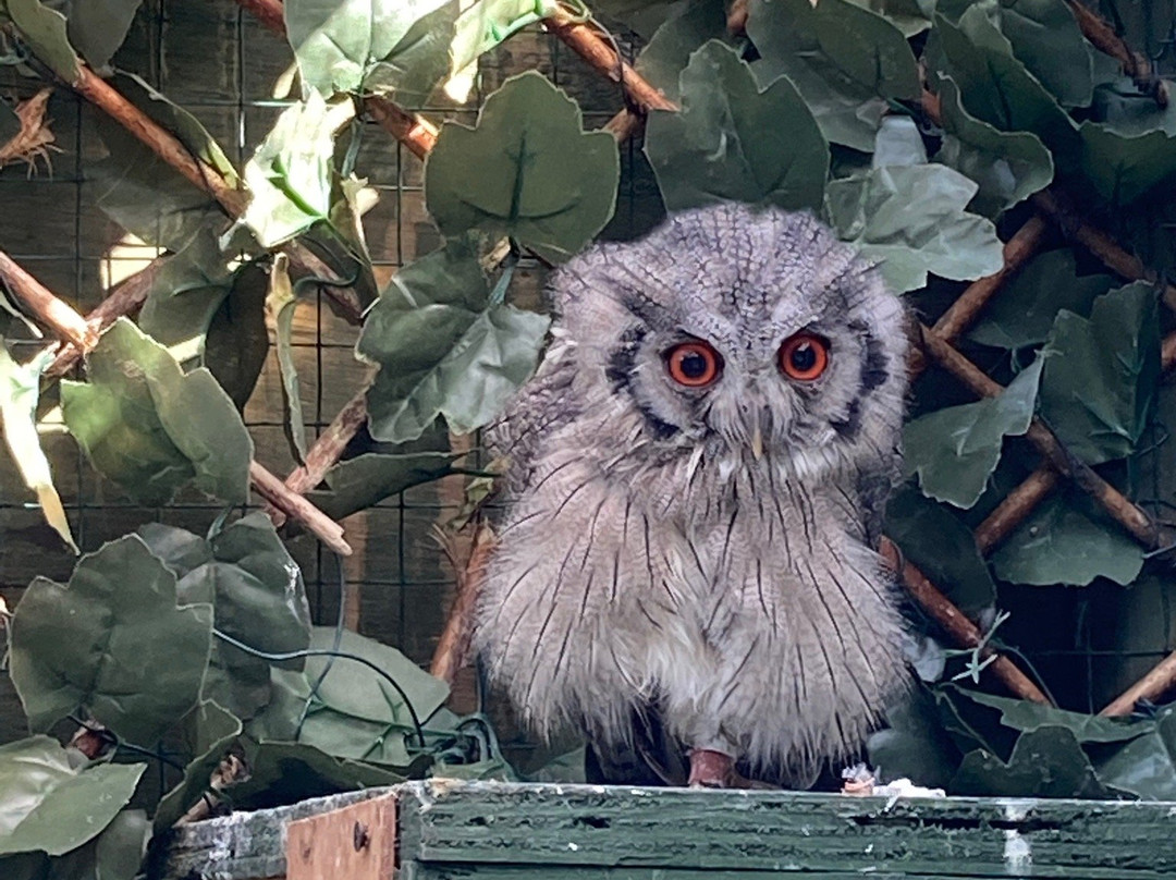Bodafon Farm Park-兰迪德诺必去景点