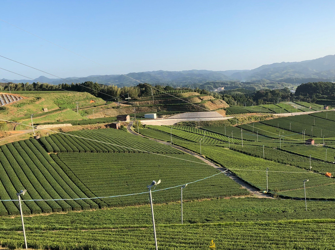 Yame Chuo Tea Garden-八女市必去景点
