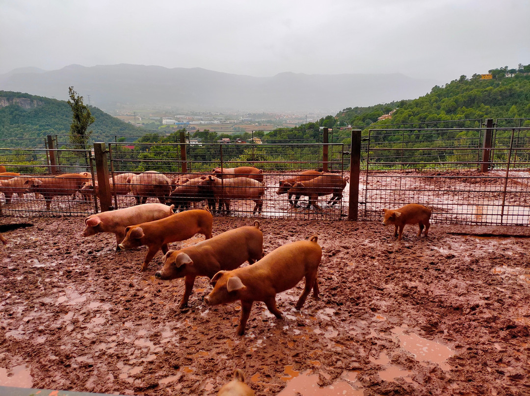 EcoGranja Salgot-Aiguafreda必去景点