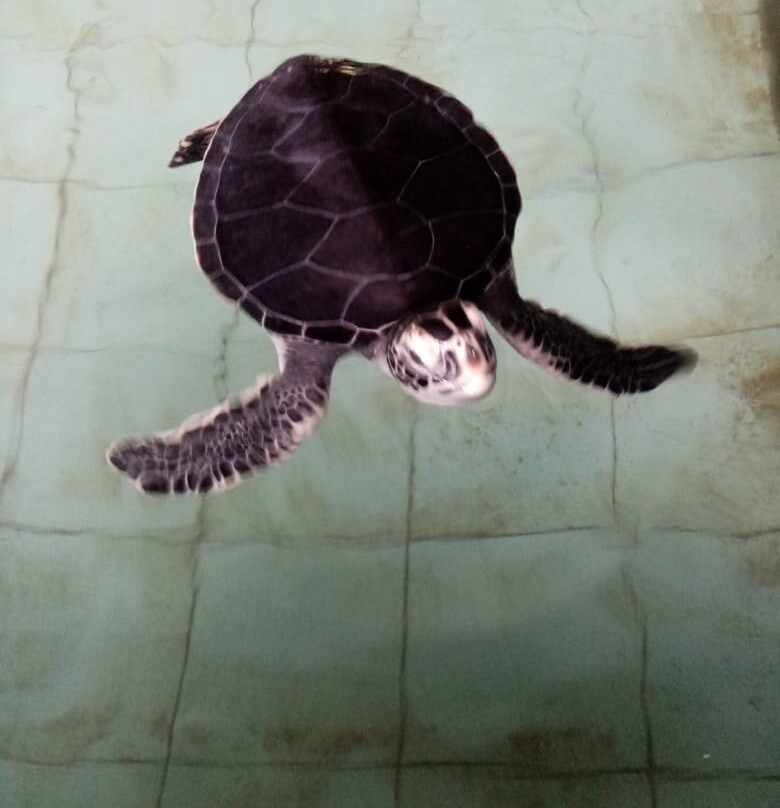 Galbokka Sea Turtle Hatchery景点图片