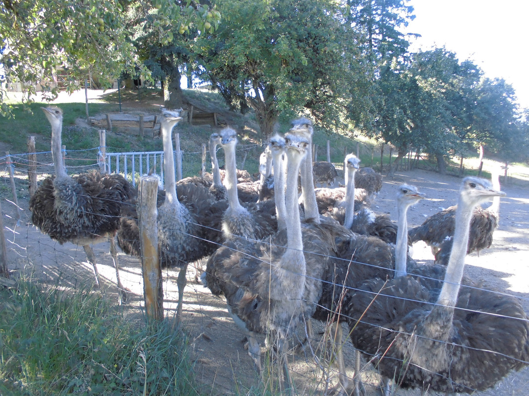 La Ferme aux Autruches景点图片