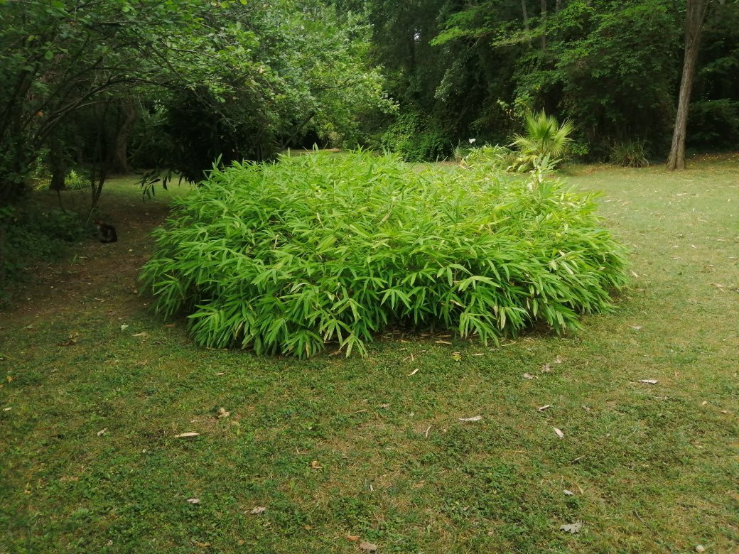 Le Parc aux Bambous-Lapenne必去景点